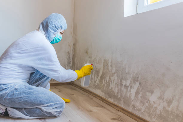 Licensed Commercial Mold Remediation service in Brighton, MA - WQB Mold Removal